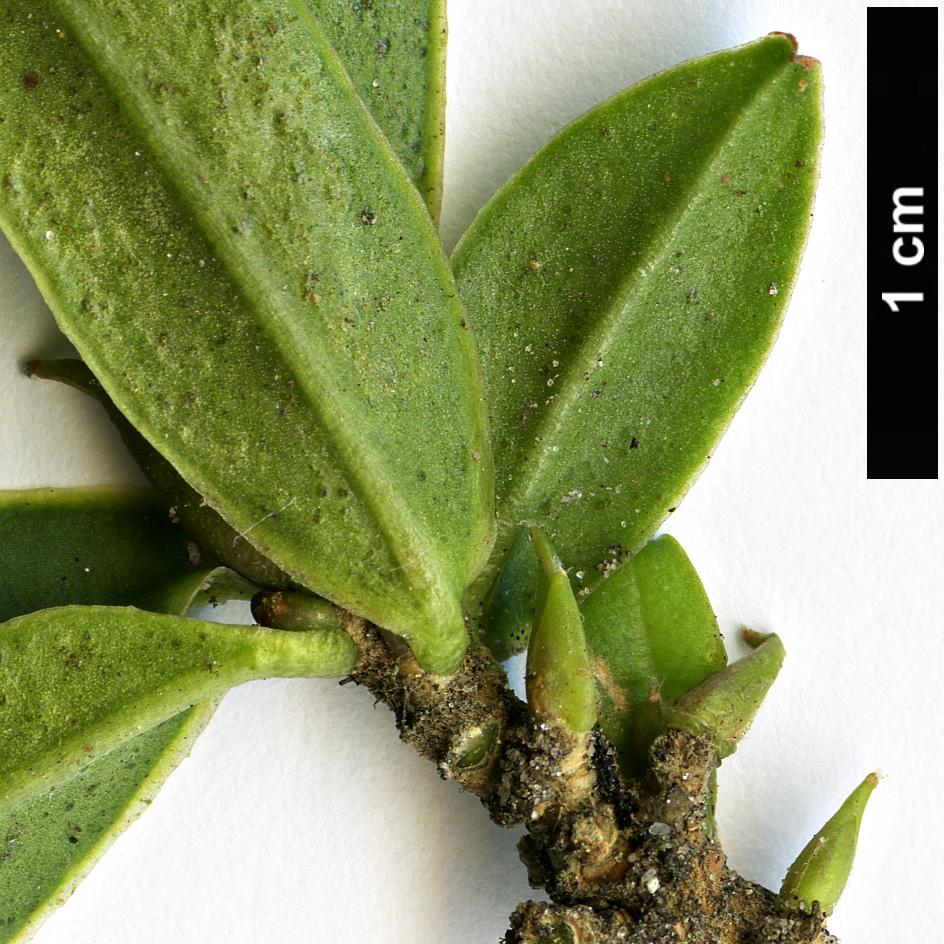 High resolution image: Family: Thymelaeaceae - Genus: Daphne - Taxon: wolongensis - SpeciesSub: 'Miya Lou'